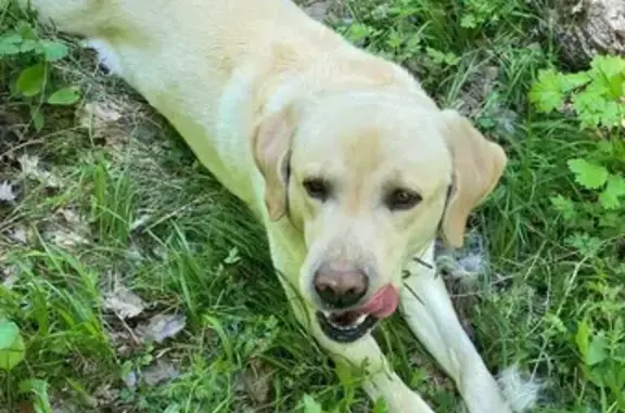 Пропала собака, Мирная ул., Старый Оскол