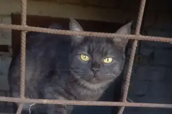 Кошки потеряшки, Ставрополь, фото: Потеряшка кошка, Гренадёрский пр., Ставрополь