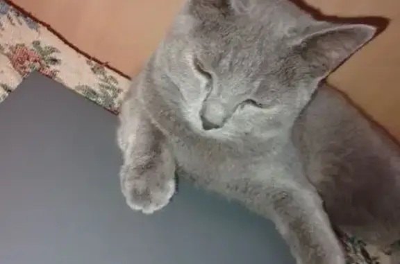 Кошки потеряшки, Еманжелинск, фото: Потеряшка кошка, ул. Чайковского 9, Еманжелинск