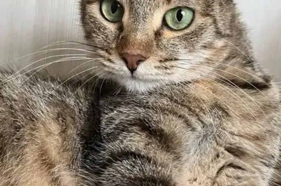 Пропала кошка, ул. Грязнова 33, Магнитогорск