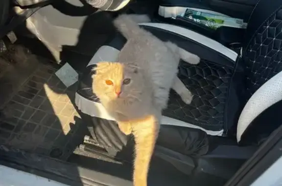 Пропала рыжая кошка в Янтарном, Ростовская обл.