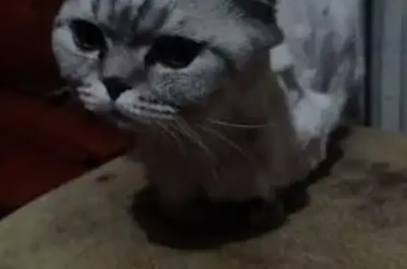 Найденные животные Салават, фото: Кошка найдена: б-р Салавата Юлаева, 73