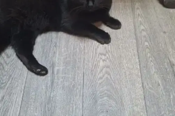 Найдена кошка, Мариуполь, фото: Кошка найдена: Карпова пр., Мариуполь