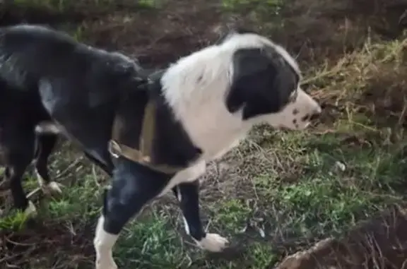 Найдена собака, Краснодарский край, фото: Собака найдена на краю поля, Краснодар