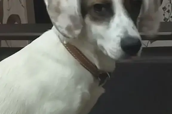 Пропала собака, Варфоломеево, Тула