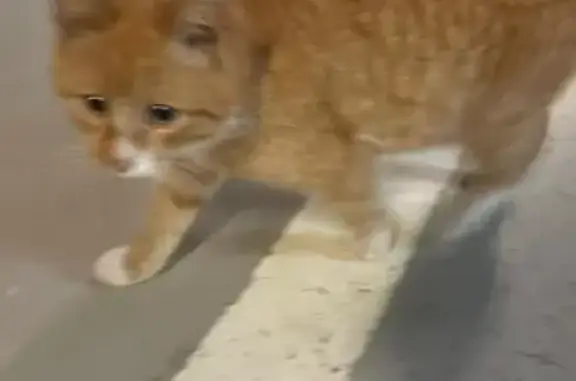 Найдена кошка, Красногорск, фото: Котенок найден в паркинге, ул. Согласия