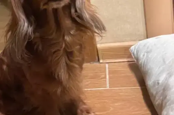 Найдена собака, Санкт-Петербург, фото: Найдена собака, ул. Ленсовета, СПб