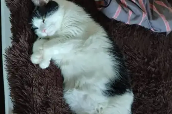 Объявления о пропавших и найденных животных, Вознесенская, фото: Пропала кошка, ул. Шевченко, 15