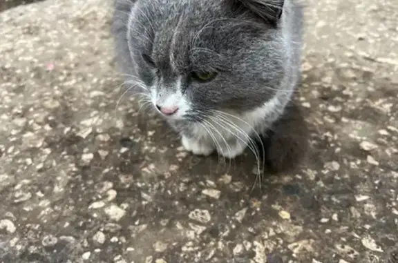Объявления о пропавших и найденных животных, Бузулук, фото: Найдена кошка в Бузулуке, Оренбургская обл.