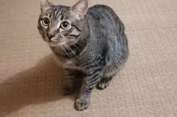 Кошки потеряшки, Сыктывкар, фото: Потеряшка кошка на ул. Маркова, 3, Сыктывкар