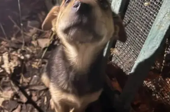 Найдена собака, Москва, фото: Собака найдена: ул. Яблочкова, 35Г