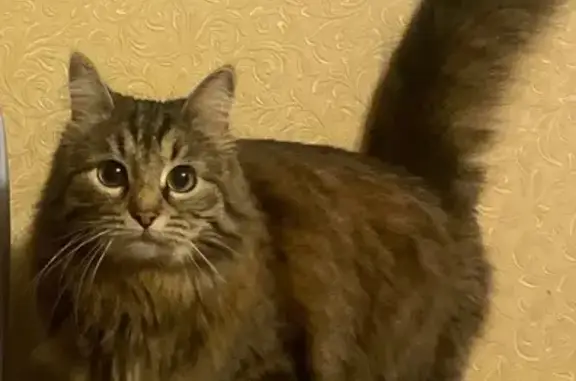 Потерянные животные Красногорск, фото: Пропала кошка, Павшинский бул., 21