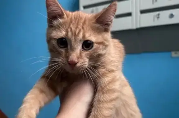 Найдена кошка, Оренбург, фото: Кошка найдена: Квартальный пер., Оренбург