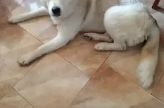 Пропала собака, ул. Мира 2А, Мытищи