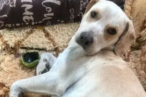 Пропал пёс в Изобильном, Ставропольский край