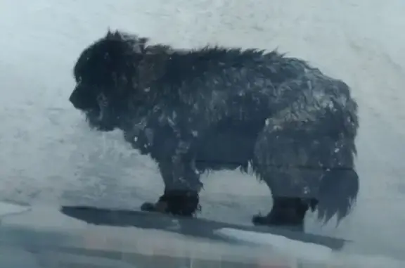 Найдена собака, Кемерово, фото: Найдена большая собака, Шатурская 2