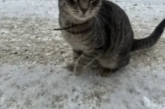 Объявления о пропавших и найденных животных, Горно-Алтайск, фото: Кошка найдена: ул. Чорос-Гуркина, 60