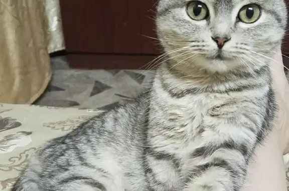 Пропала кошка, Зоологическая 13, Ростов