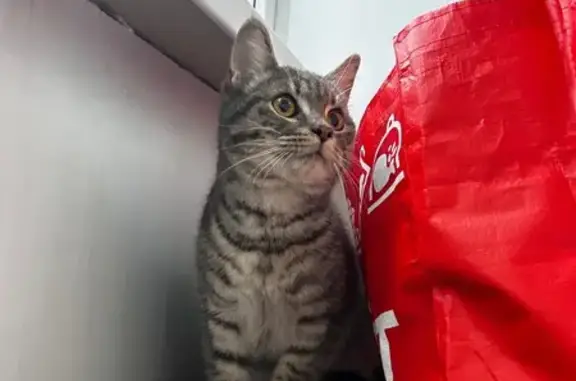 Найдена кошка, Воронеж, фото: Кошка найдена у дома 26, ул. Курчатова