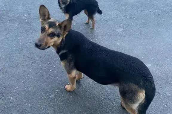 Найдена собака, , фото: Симферополь: найдены собаки, Каменка