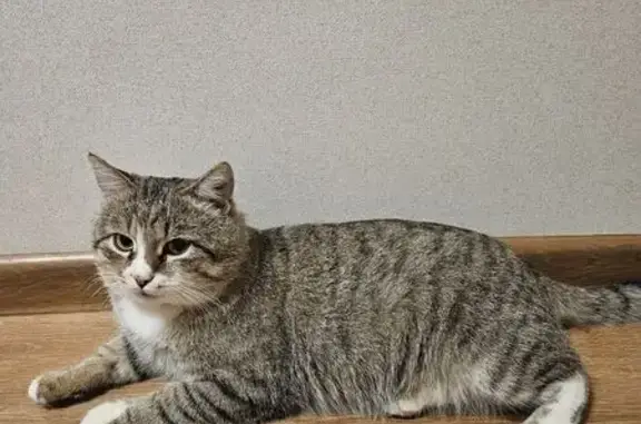 Кошки потеряшки, Саратов, фото: Потеряшка кошка, 2-я Садовая, 42/46