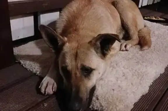 Найдена кошка, Подольск, фото: Кошка найдена, Центральная ул., Подольск