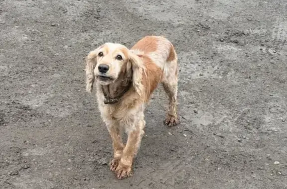 Найдена собака, Балаково, фото: Собака найдена на Каховской 41/4, Балаково