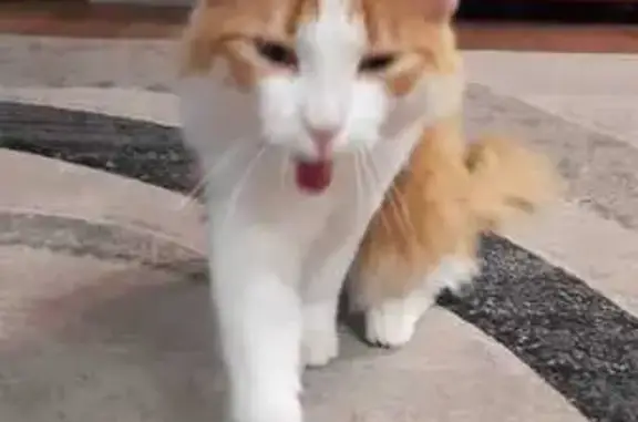 Пропала кошка, ул. 9 Января, 18, Уфа