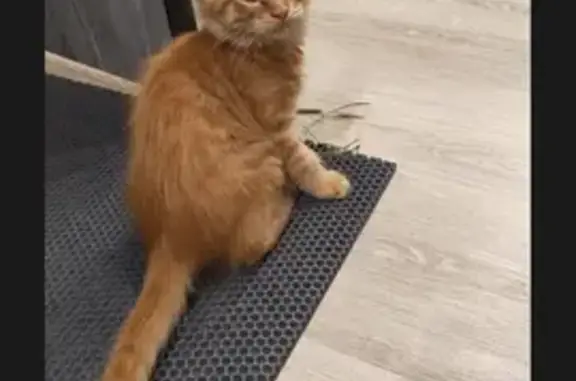 Пропал котёнок, Молодёжная 2А, Красное Поле