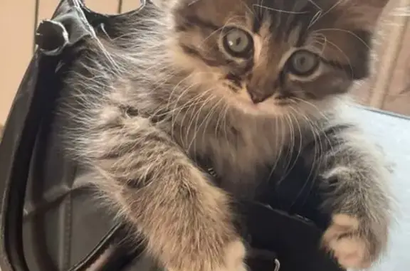 Пропала кошка, ул. Никитина 67, Юрга