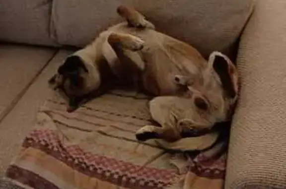 Найдена собака, Зеленоградск, фото: Собака найдена у КАНТ, Зеленоградск, 17А