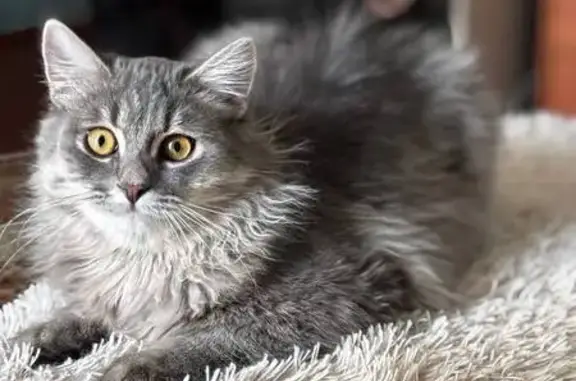 Пропала кошка Бубалега, Чкалова 12, Хабаровск