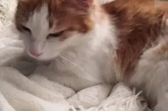 Пропал кот, ул. Кати Соловьяновой, Анапа