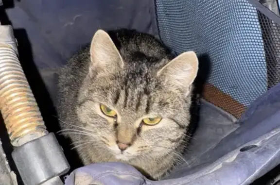 Найдена кошка, Минусинск, фото: Кошка найдена: Ботаническая ул. 39, Минусинск