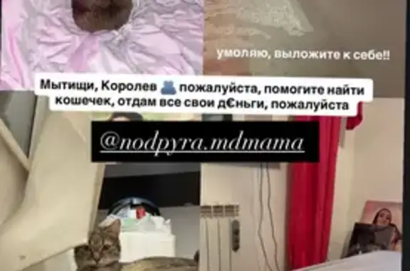 Пропали кошки, Мытищи, МО