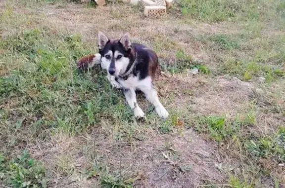 Пропала собака на ул. Скульптора Гусева