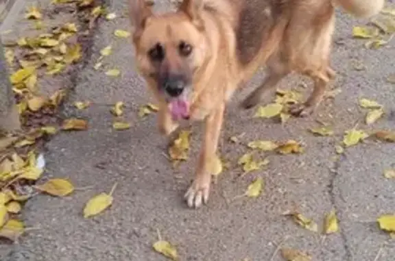 Собаки потеряшки, Краснодар, фото: Потеряшка овчарка, ул. В. Гассия, 2А, Кр-др