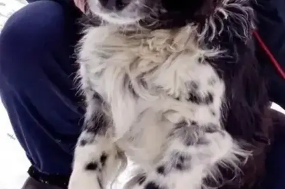 Собаки потеряшки, Кинешма, фото: Потеряшка собака, Спортивная 46, Кинешма