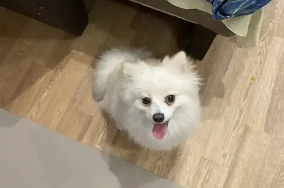 Найдена собака, Набережные Челны, фото: Шпиц найден у детсада, пр. Дружбы Народов