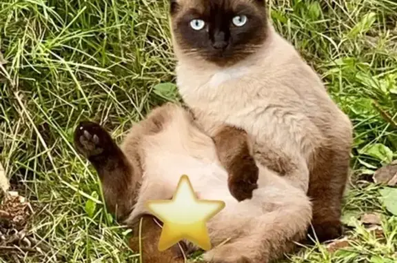 Кошки потеряшки, Кыштым, фото: Потеряшка кошка, Малая Тюменская, Кыштым