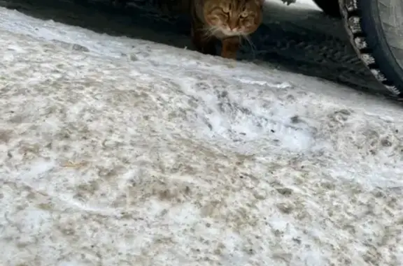 Найденные животные Томск, фото: Кот найден: ул. 79-й Гв. Дивизии, 31, Томск