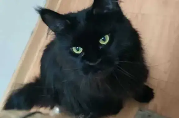 Пропала кошка, ул. Тургенева 45, Анапа