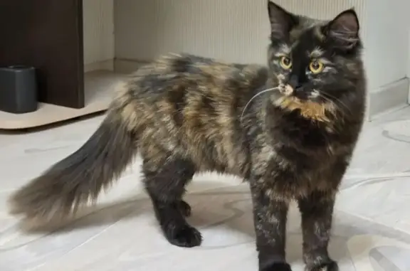 Найдена кошка, Новороссийск, фото: Кошка найдена: ул. Энгельса, 79-81, Новороссийск