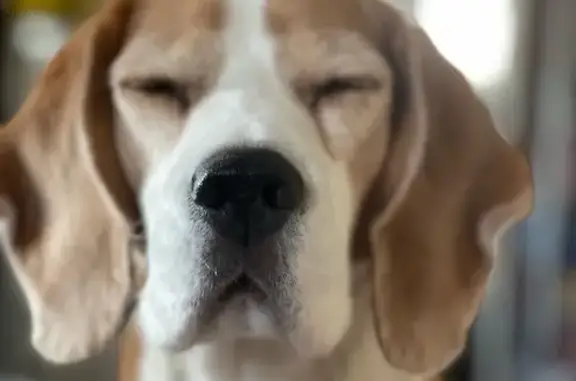 Пропала собака, Лесная ул., Коммунарский