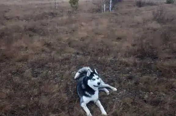 Пропала собака в Пласте, Челябинская обл.