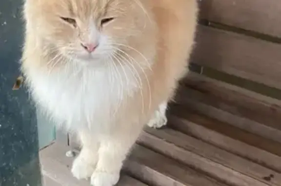 Найдена кошка, Сочи, фото: Кошка найдена на ул. Гастелло, 41Б, Сочи