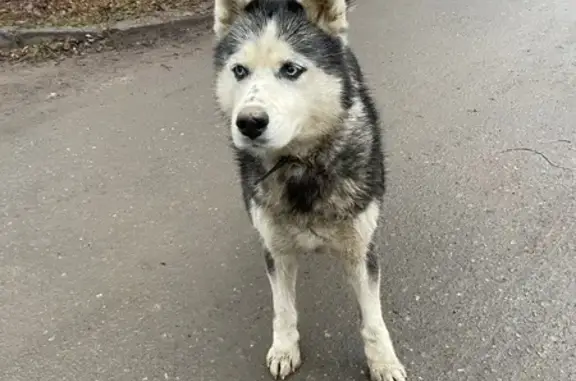 Найдена собака, Чебоксары, фото: Собака найдена: Восточная ул., 13, Чебоксары