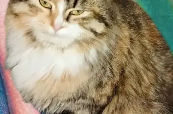 Пропала кошка, ул. Ульянова 122, Сочи