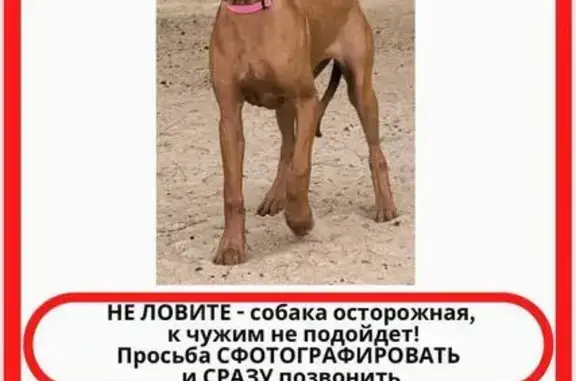 Собаки потеряшки, Александровская, фото: Потеряшка собака, Волхонское ш., 79А, СПб