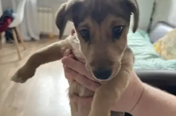 Найдена собака, Москва, фото: Найдена собака, проезд Карамзина, 1 к1